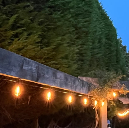 12 Pack Vintage Style Warm White LED Super Festoon Shatterproof Bulbs